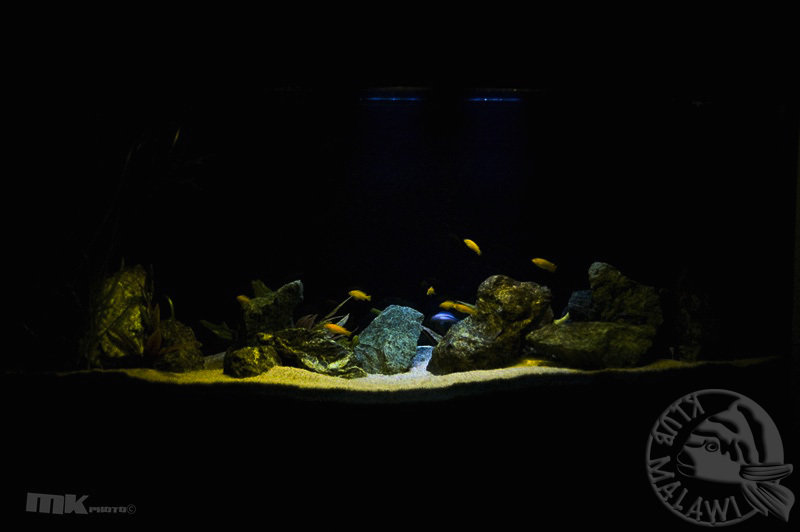 akwarium oswietleniem porannym i wieczornym