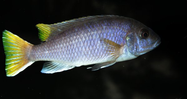 1_Pseudotropheus_sp_acei_Luwala_Reef.JPG