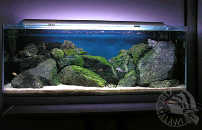 gallery_1_15_1469460016_1336.gif