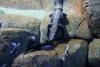 post-8059-14695713815865_thumb.jpg