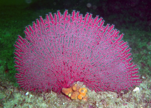 fan-coral.jpg.8a8bc9d48ca46769fbfb95b6a21de785.jpg