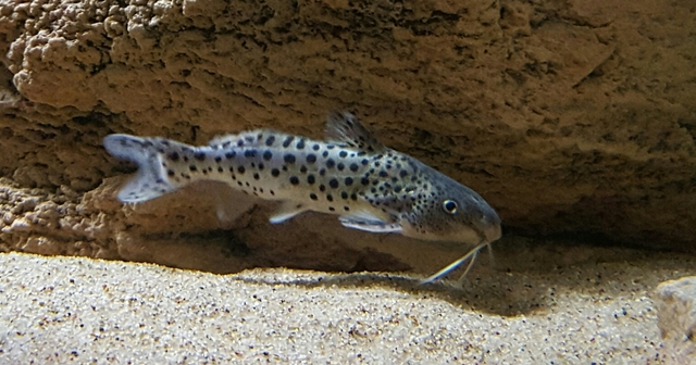 Synodontis njassae WF