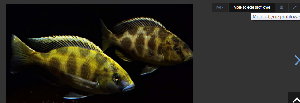 sasasas.png.170a9fb2551cf5fd371a2c0aa444ed21.png