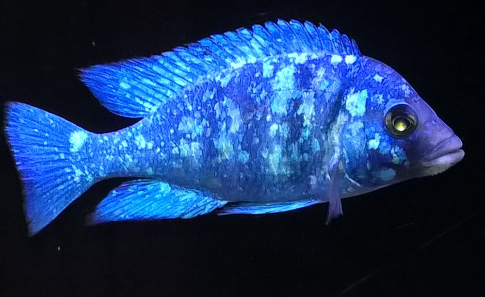 placidochromis_1.thumb.jpg.7c5e6fabbba3fd8d14a67b21d7300bfe.jpg