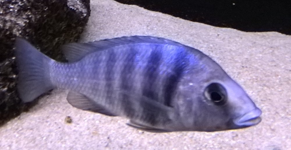 placidochromis_2.thumb.jpg.7dc272d0b5cc8b348cf54a30f24cca68.jpg