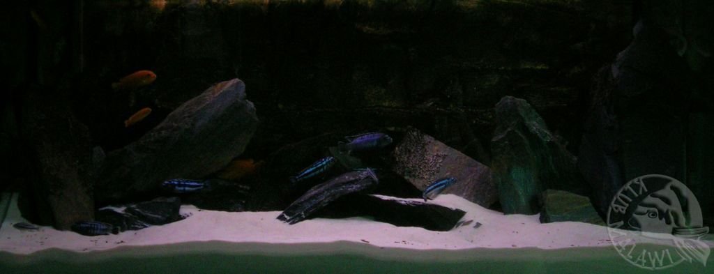 Roczne akwarium po zmianie podloza