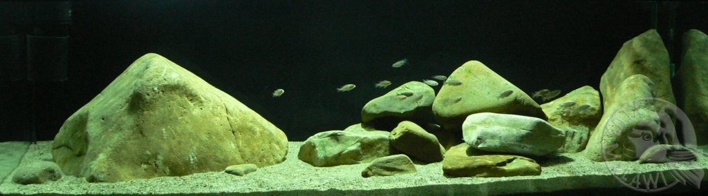 Hai Reef - Koba