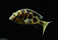 Nimbochromis Venustus