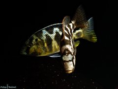 Więcej informacji o „Nimbochromis Livingstonii i Nimbochromis Venustus”