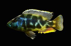 Nimbochromis livingstoni