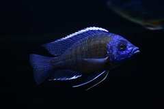 Copadichromis borleyi kadango     samiec 12-13cm