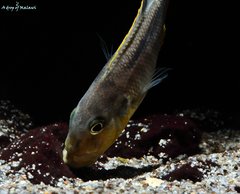 Buccochromis Rhoadesii Yellow samiec ok. 13 cm.