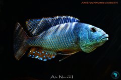 Aristochromis christyi.