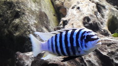 Metriaclima Fainzilberi Maison Reef. F1