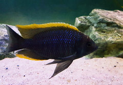 Copadichromis geertsi Gome