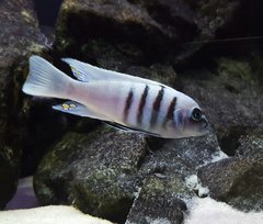 Cynotilapia sp Hara Gallireya Reef