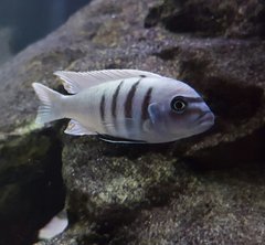 Cynotilapia sp hara gallireya reef