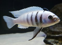 Więcej informacji o „Cynotilapia sp hara gallireya reef”