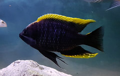 Copadichromis geertsi Gome