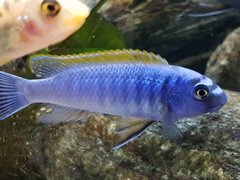 labeotropheus trewavasae thumbi west