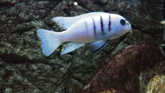 Cynotilapia sp hara Gallireya Reef .