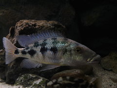 Więcej informacji o „Samica Fossorochromis rostratus”