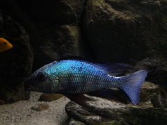 Samiec Fossorochromis rostratus