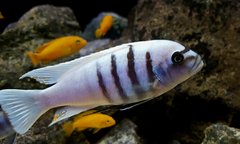 Cynotilapia sp hara gallireya reef