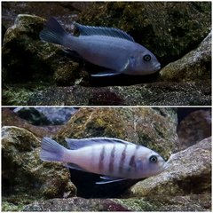 Cynotilapia sp hara gallireya reef