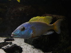 Buccochromis rhoadesii yellow male