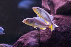 Ustawka buccochromis lepturus