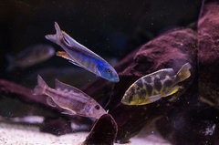 Champsochromis caeruleus, nimbochromos venustus, tyrannochromis nigriventer