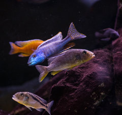 Ustawka Champsochromis Caeruleus, buccochromis lepturus