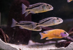 Grupa Aristochromis christyi