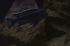 Pseudotropheus cyaneorhabdos maingano