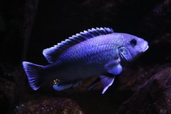 Melanochromis lepidiadaptes