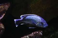 Melanochromis lepidiadaptes