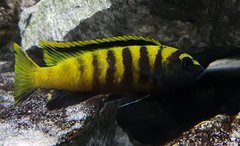 Chindongo flavus - samiec 10cm