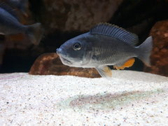 Copadichromis borleyi Kadango