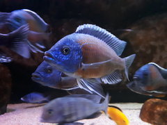 Copadichromis borleyi Kadango