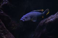 Melanochromis chipokae