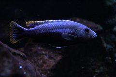 Melanochromis chipokae