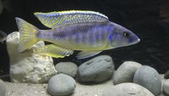 Więcej informacji o „Mylochromis Gracilis samiec około 14 cm”