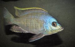 Placidochromis sp. "blue otter"