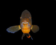 Iodotropheus sprengerae.