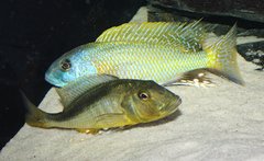 Buccochromis rhoadesi - tarło