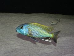 Buccochromis rhoadesi - samiec