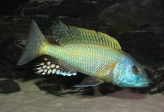 Więcej informacji o „Buccochromis rhoadesi - samiec”