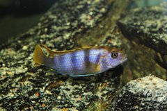 Labidochromis sp. mbamba