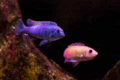 Labeotropheus Trewavasae Thumbi West
